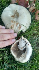 Agaricus