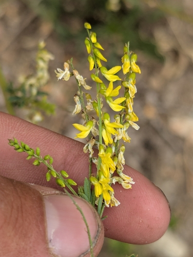 Yellow Sweetclover