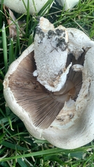 Agaricus