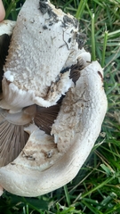 Agaricus