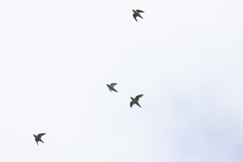 Barred Parakeet (Bolborhynchus lineola)