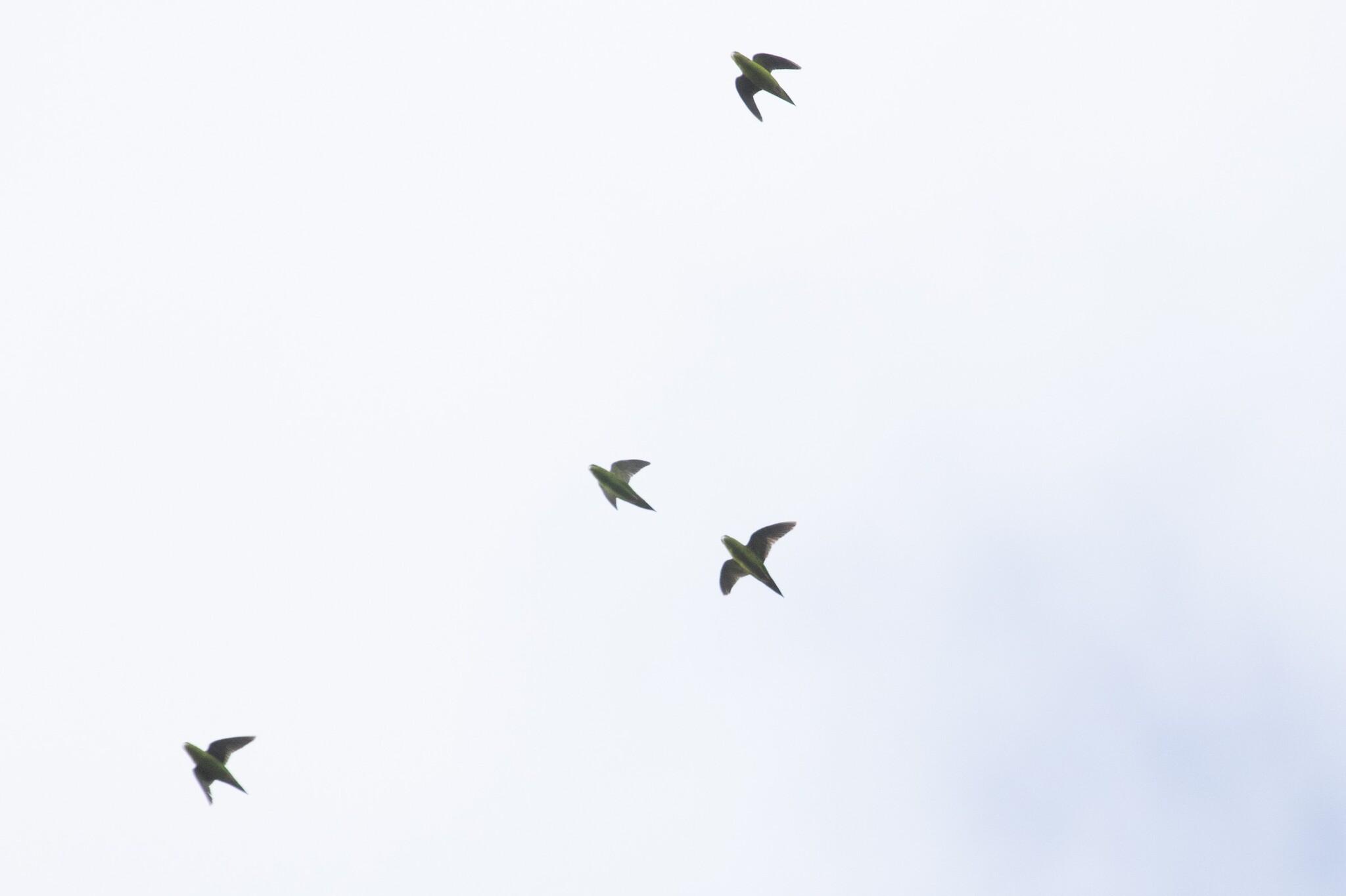 Barred Parakeet illustration