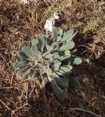 Anchusa strigosa