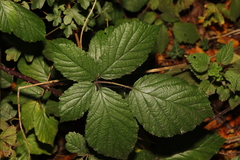 Rubus cissburiensis