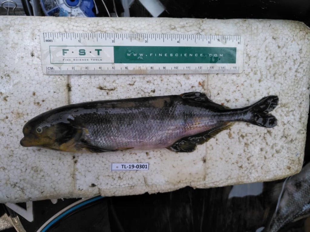 Marcusenius fuscus