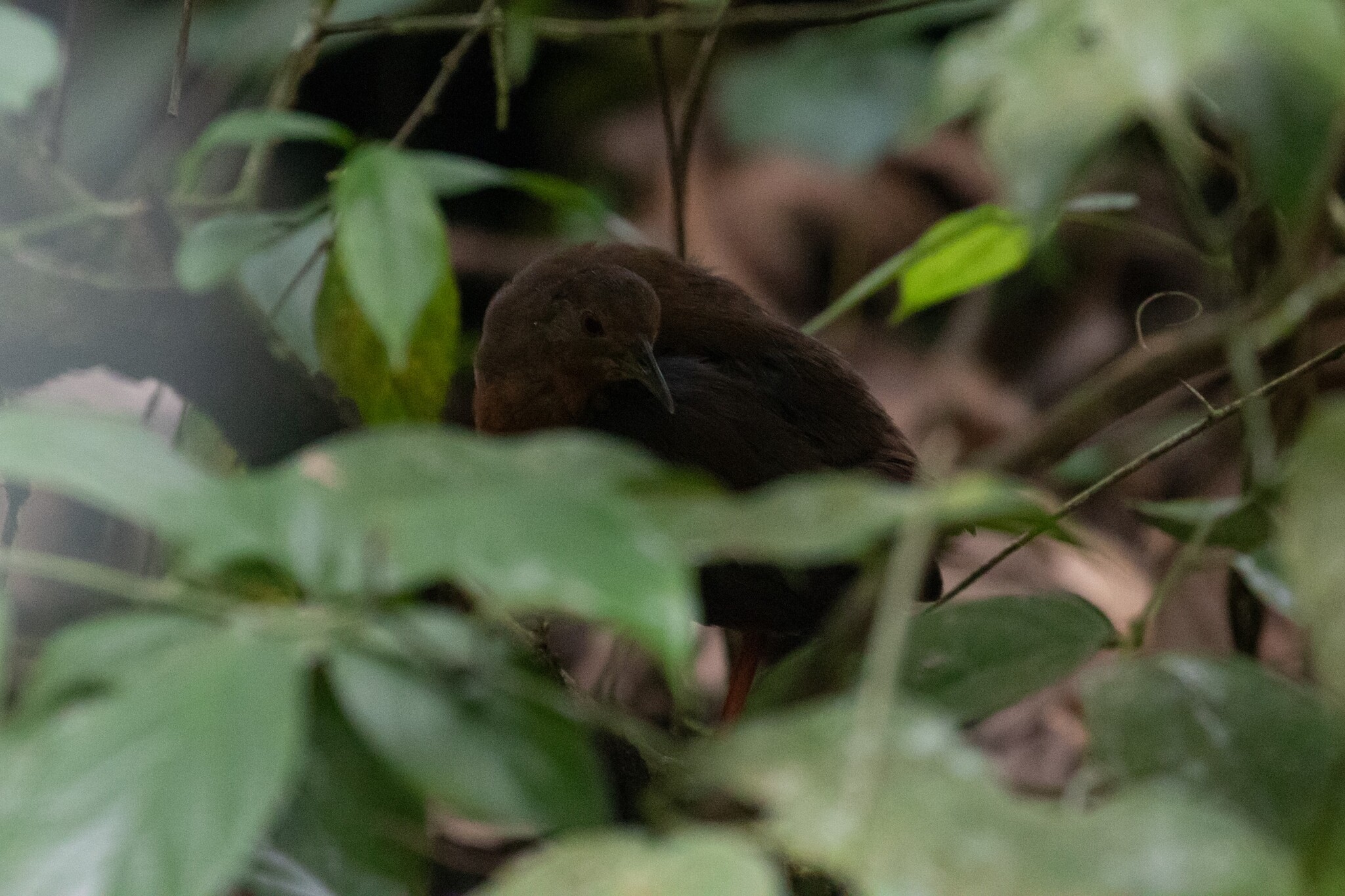 Uniform Crake (Amaurolimnas concolor), photo 7