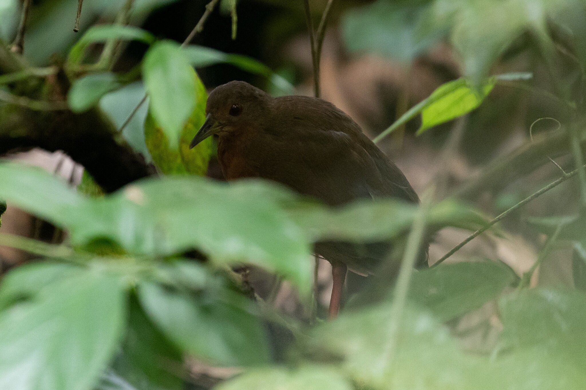 Uniform Crake (Amaurolimnas concolor), photo 8