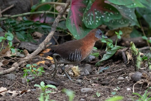 White-throated Crake (Laterallus albigularis)