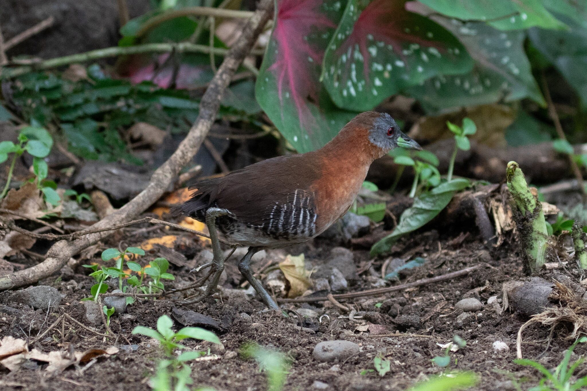 White-throated Crake illustration