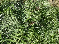 Cynara cardunculus cardunculus