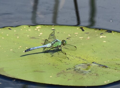 Eastern pondhawk