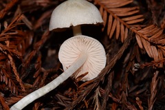 Entoloma sericellum