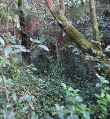 Microsorum pustulatum pustulatum