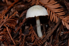 Entoloma sericellum