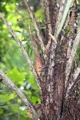 Astrocaryum mexicanum