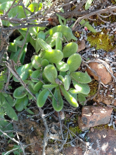 Tylecodon faucium