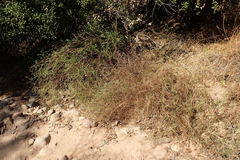 Senecio angustifolius