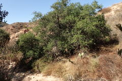 Senecio angustifolius