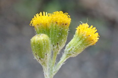 Senecio angustifolius