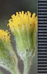 Senecio angustifolius