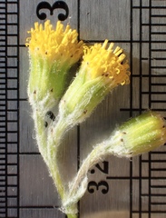 Senecio angustifolius