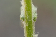 Senecio angustifolius