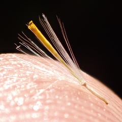 Senecio angustifolius