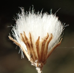Senecio angustifolius