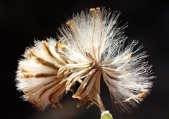 Senecio angustifolius