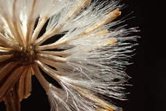 Senecio angustifolius