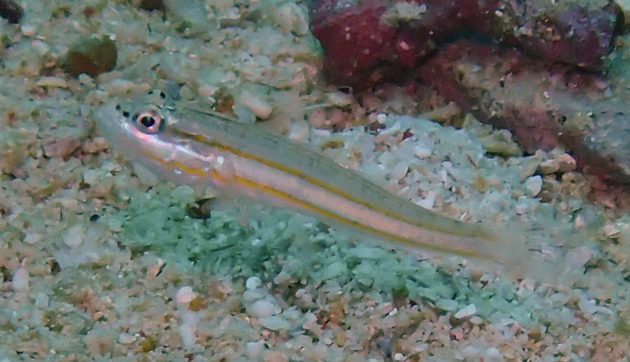 Little Glidergoby photo 8