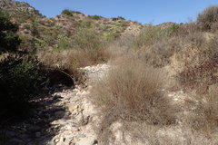 Senecio angustifolius
