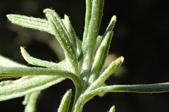 Senecio angustifolius