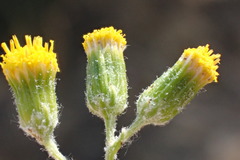 Senecio angustifolius