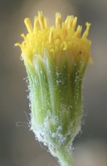Senecio angustifolius
