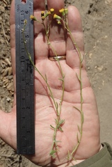 Senecio angustifolius