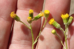 Senecio angustifolius