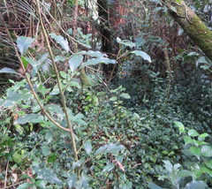 Microsorum pustulatum pustulatum