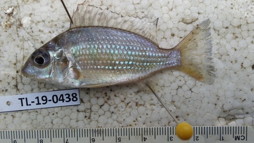 Congo sandsifter cichlid (Tylochromis lateralis) — Cichlidae — 2