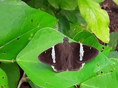 Autochton bipunctatus