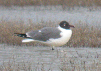 Laughing Gull (Leucophaeus atricilla), a species recorded in Florida