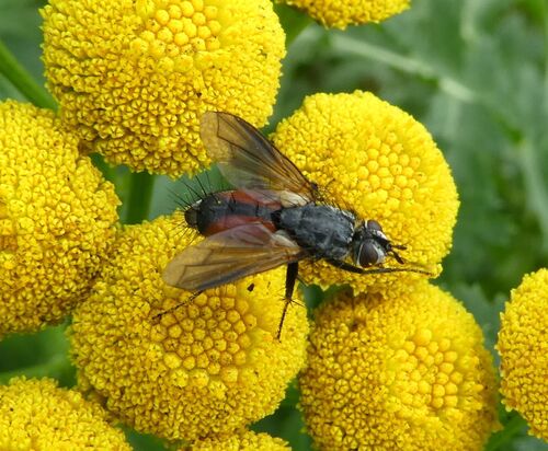 Red Spotted Parasite Fly, Wierden, Nederland, photo 5 of 10