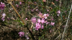 Hypocalymma robustum