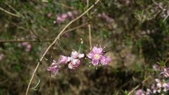 Hypocalymma robustum