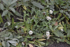 Trifolium pratense