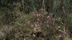 Hypocalymma robustum