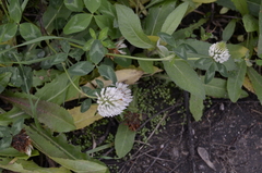 Trifolium pratense