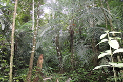 Astrocaryum mexicanum