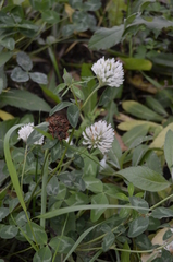 Trifolium pratense