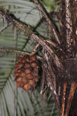 Astrocaryum mexicanum